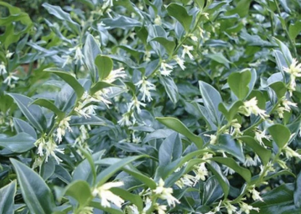 Sarcococca sweet box bush